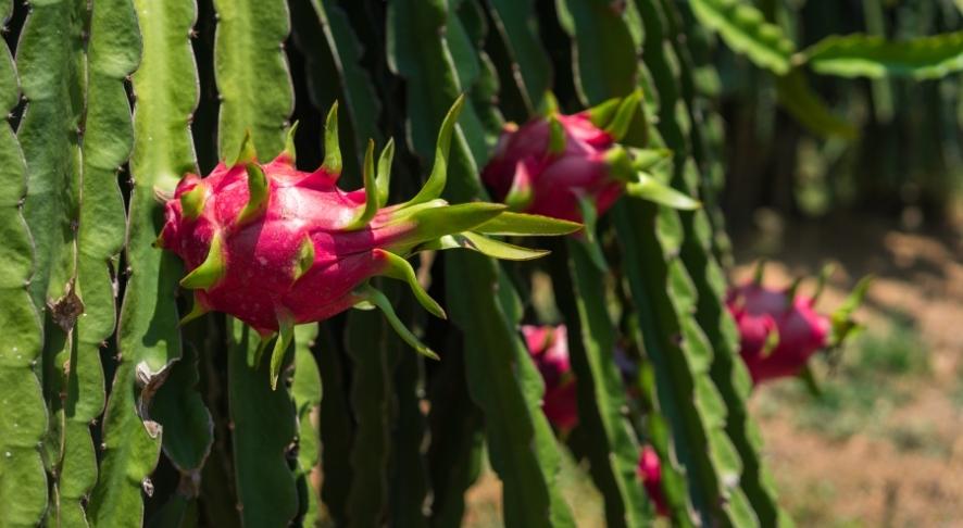 Dragon Fruit on Pitaya Trees